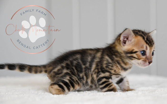 bengal kittens for sale